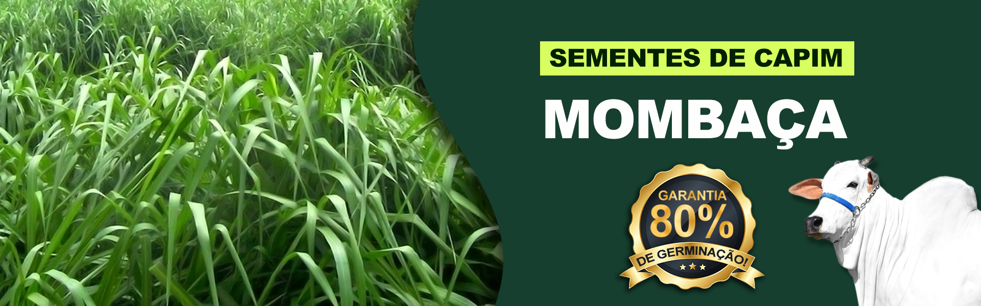 sementes de capim mombaca